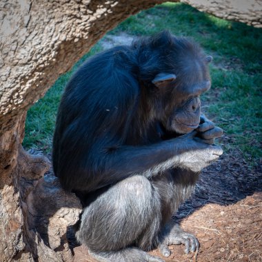 Valencia, İspanya - 26 Şubat:, Val Bioparc şempanze