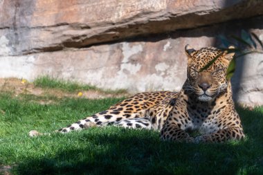 Valencia, İspanya - 26 Şubat: Bioparc Valencia içinde Leopard