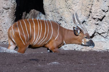 Valencia, İspanya - 26 Şubat: Bioparc Valencia, Bongo