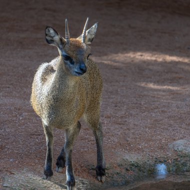 Valencia, İspanya - 26 Şubat: süper Spreo Starling (Lamprotorn