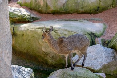 Valencia, İspanya - 26 Şubat: süper Spreo Starling (Lamprotorn