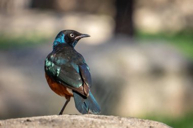 Valencia, İspanya - 26 Şubat: Süper Spreo Starling (Lamprotor