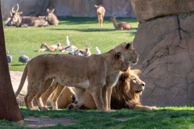 VALENCIA, SPAIN - FEBRUARY 26 : African Lion at the Bioparc in V clipart