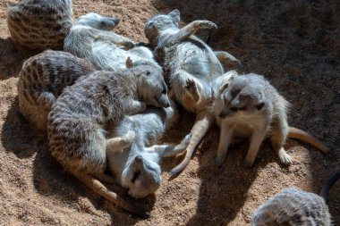 Valencia, İspanya - 26 Şubat: Adlı Valen Bioparc fundalıklardır