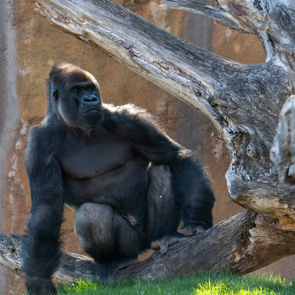 VALENCIA, ESPAÑA - 26 DE FEBRERO: Gorila en el Bioparque de Valenc —  Fotos de Stock