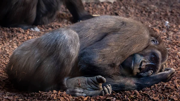 Valencia, spanien - 26. februar: gorilla im bioparc in valenc — Stockfoto