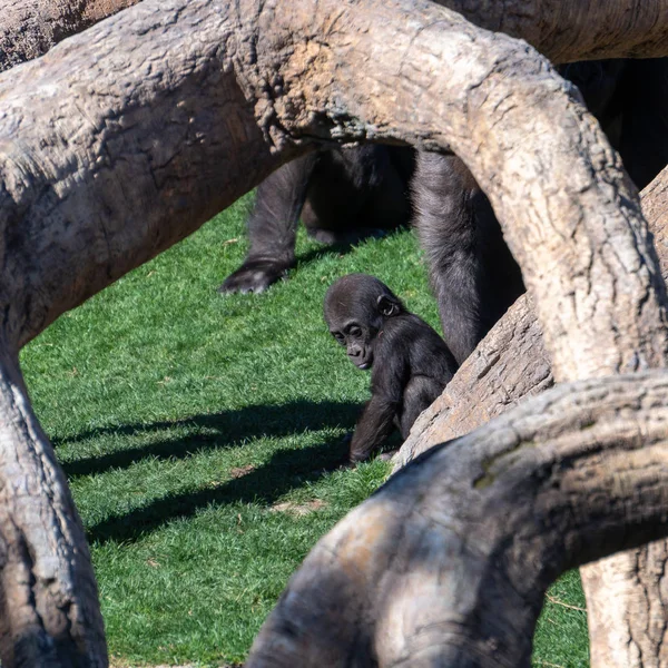 西班牙瓦伦西亚-2月26日: v 中 Bioparc 的大猩猩宝宝 — 图库照片