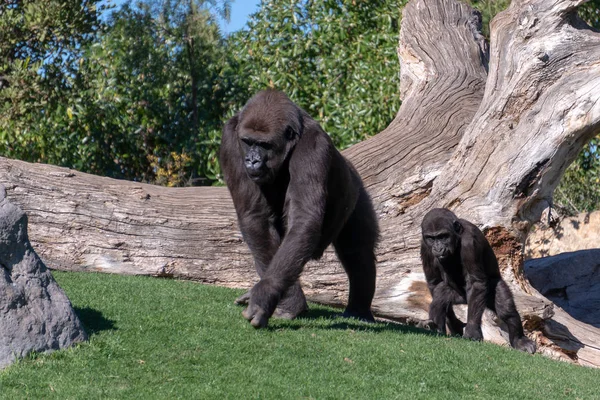 Valencia, İspanya - 26 Şubat: Goril Bioparc Valencia içinde
