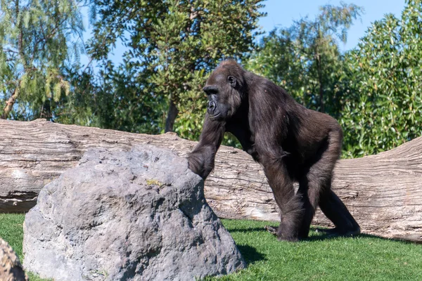 VALENCIA, ESPAÑA - 26 DE FEBRERO: Gorila en el Bioparque de Valenc —  Fotos de Stock