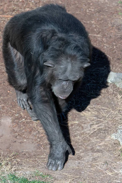 वेलेंसिया, स्पेन फरवरी 26: वैल में बायोपार्क में चिम्पांजी — स्टॉक फ़ोटो, इमेज