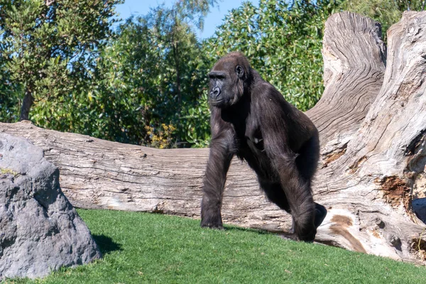 VALENCIA, ESPAÑA - 26 DE FEBRERO: Gorila en el Bioparque de Valenc —  Fotos de Stock