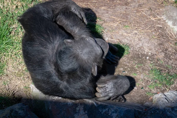 Valencia, İspanya - 26 Şubat:, Val Bioparc şempanze