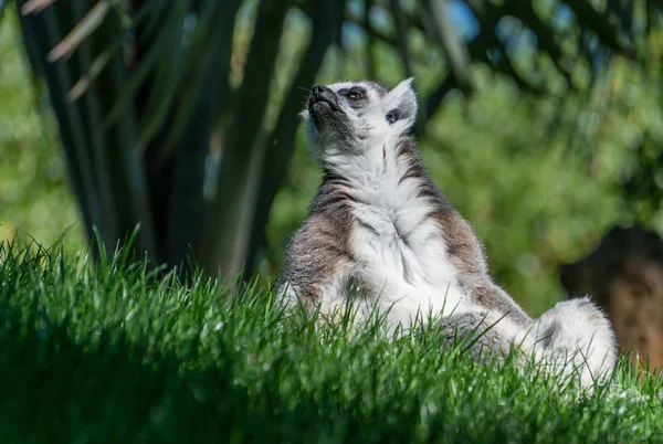 VALENCIA, SPAIN - 26 февраля: Ring Tailed Lemur at the Bioparc — стоковое фото