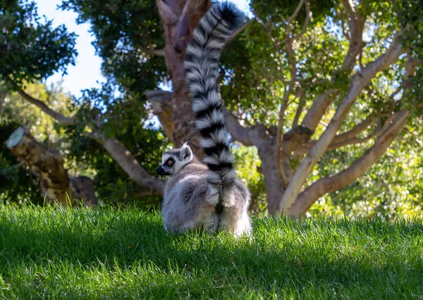 VALENCIA, ESPAÑA - 26 DE FEBRERO: Lemur de cola anillada en el Bioparque —  Fotos de Stock