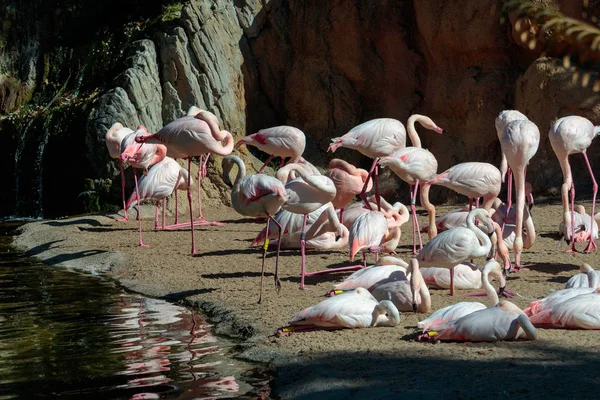 VALENCIA, ESPAGNE - 26 FÉVRIER : Flamants roses au Bioparc de Vale — Photo