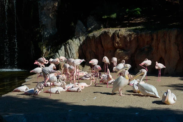 VALENCIA, ESPAGNE - 26 FÉVRIER : Pélicans à dos rose et flamboyants — Photo