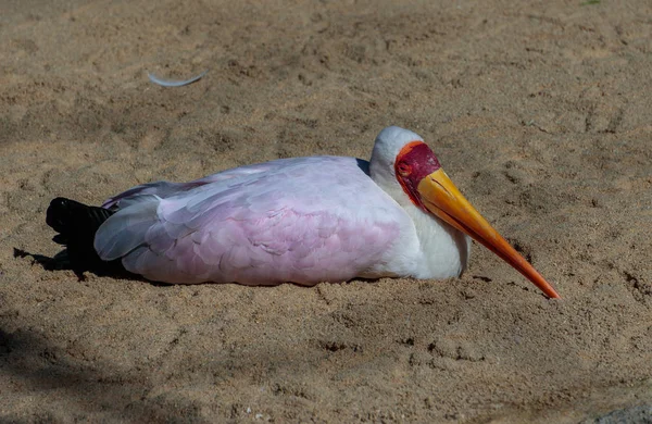 Valencia, spanien - 26. februar: gelbschnabelstorch am biopa — Stockfoto