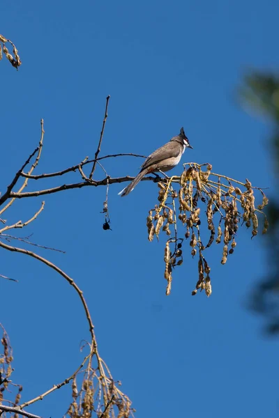 Bulbul Susurrado Rojo posado sobre un árbol en Valencia España —  Fotos de Stock