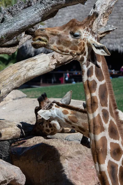 Валенсія, Іспанія - 26 лютого: Африканські жирафи на Bioparc — стокове фото