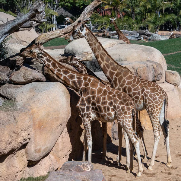 Валенсія, Іспанія - 26 лютого: Африканські жирафи на Bioparc — стокове фото