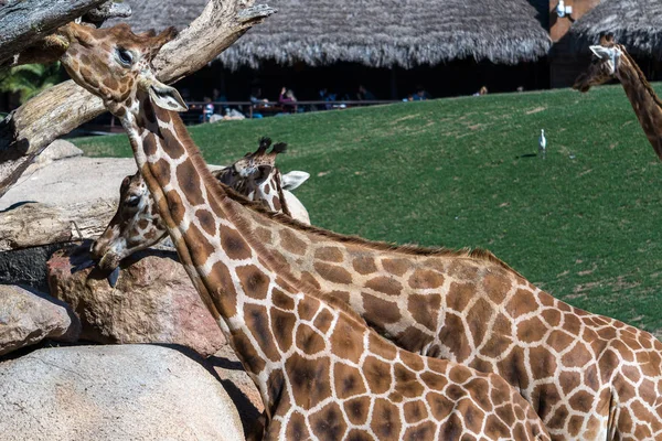 Валенсія, Іспанія - 26 лютого: Африканські жирафи на Bioparc — стокове фото