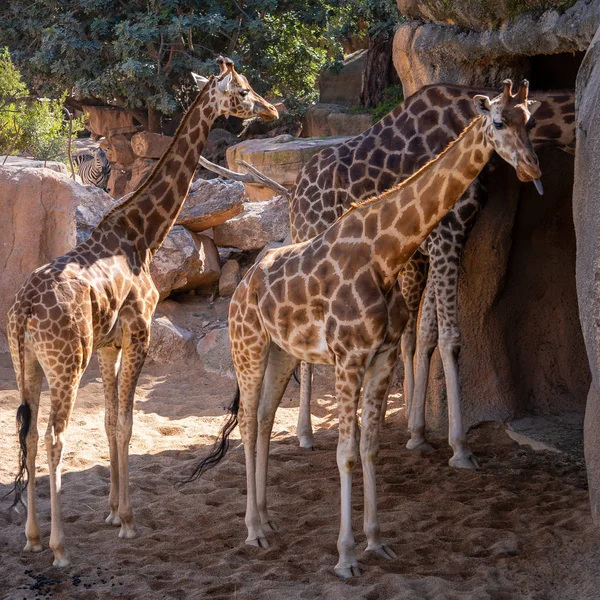 Валенсія, Іспанія - 26 лютого: Африканські жирафи на Bioparc — стокове фото