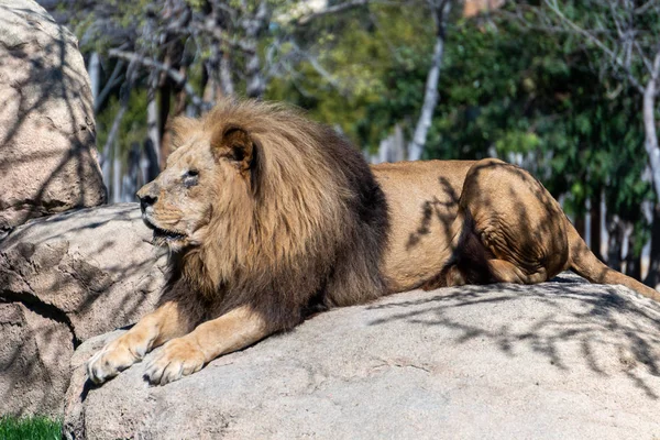 Valencia, İspanya - 26 Şubat: Bahçesindeki Bioparc Afrika aslanları — Stok fotoğraf