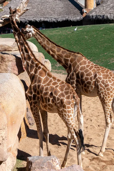 Валенсія, Іспанія - 26 лютого: Африканські жирафи на Bioparc — стокове фото