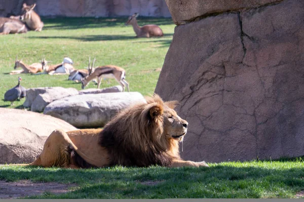 VALENCIA, SPAIN - FEBRUARY 26 : African Lion at the Bioparc in V — Stock Photo, Image