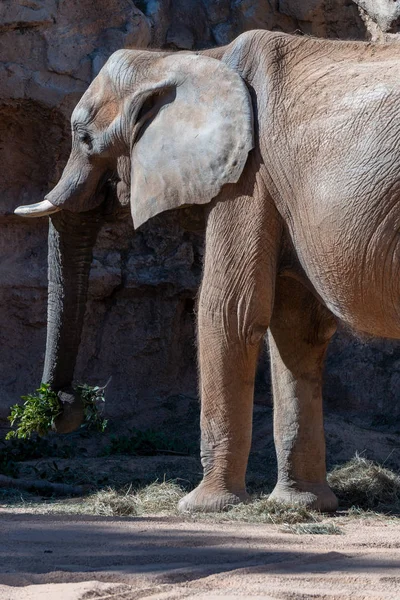 Valencia, İspanya - 26 Şubat: Adlı Valen Bioparc fundalıklardır — Stok fotoğraf