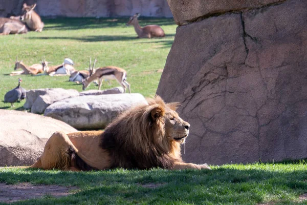 ВАЛЕНЦИЯ, Испания - 26 февраля: Африканский лев в Биопарке в V веке — стоковое фото