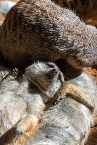 VALENCIA, ESPAÑA - 26 DE FEBRERO: Meerkats en el Bioparque de Valen —  Fotos de Stock