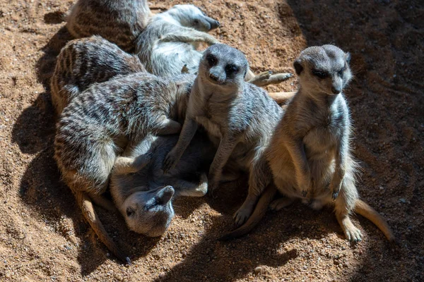 VALENCIA, ESPAGNE - 26 FÉVRIER : Meerkats au Bioparc de Valen — Photo