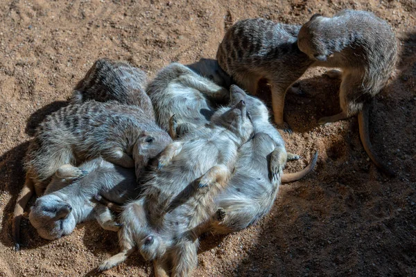 Valencia, Spanien - 26 februari: Meerkats på Bioparc i Valen — Stockfoto