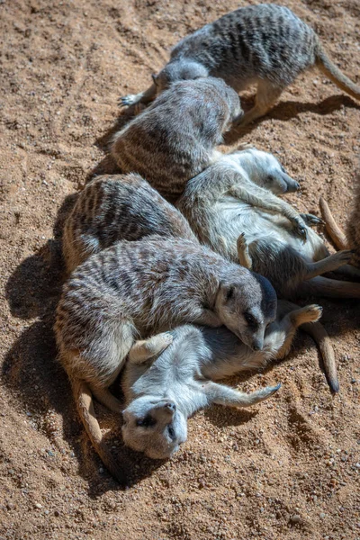 VALENCIA, ESPANHA - FEVEREIRO 26: Meerkats na Bioparc em Valen — Fotografia de Stock
