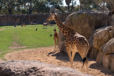 Valencia, İspanya - 26 Şubat: Adlı Bioparc Afrika zürafa 