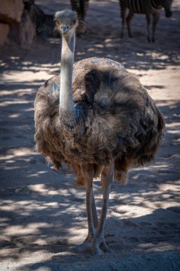 Valencia, İspanya - 26 Şubat: Dişi deve kuşu Bioparc içinde