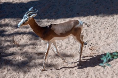 Valencia, İspanya - 26 Şubat: Adlı Bioparc Mhorr ceylan 