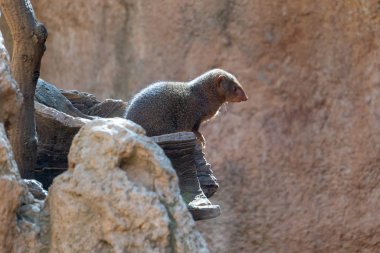 Valencia, İspanya - 26 Şubat: Dikkatli ortak cüce Mongoose bir