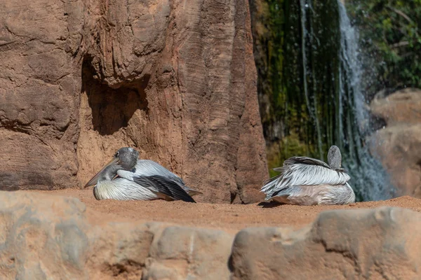 Valencia, Španělsko - 26. února: Šedá Pelikán na Bioparc v. — Stock fotografie