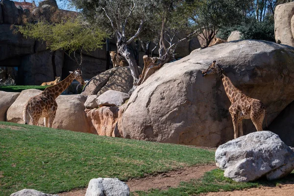 Валенсія, Іспанія - 26 лютого: Африканські жирафи на Bioparc — стокове фото