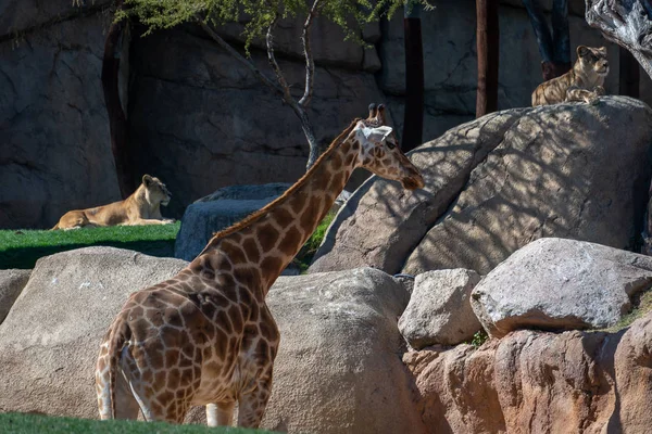 Валенсія, Іспанія - 26 лютого: Африканські жирафа в Bioparc я — стокове фото