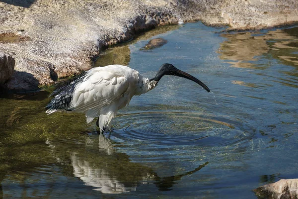VALENCIA, ESPAÑA - 26 DE FEBRERO: Ibis Blanco en el Bioparque de Val — Foto de Stock