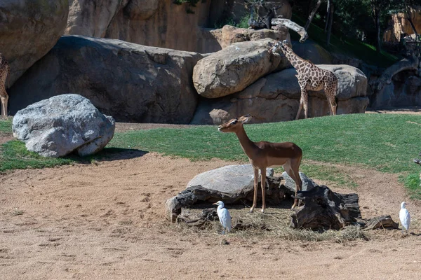 Валенсія, Іспанія - 26 лютого: Газель Mhorr в Bioparc в — стокове фото