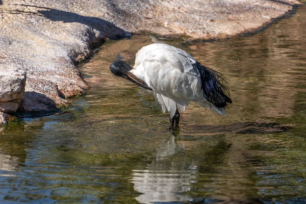 VALENCIA, SPAIN - FEBRUARY 26 : White Ibis at the Bioparc in Val — Stock Photo, Image