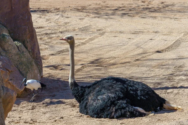 Valencia, Spanje - 26 februari: Mannelijke struisvogel op het Bioparc in V — Stockfoto