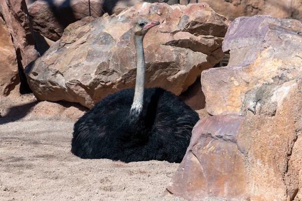 Valencia, Spanje - 26 februari: Mannelijke struisvogel op het Bioparc in V — Stockfoto