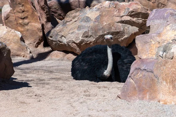 Valencia, Španělsko - 26. února: Samec pštros v Bioparc v. — Stock fotografie