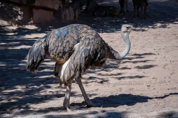 VALENCIA, ESPANHA - FEVEREIRO 26: Avestruz fêmea na Bioparc em — Fotografia de Stock