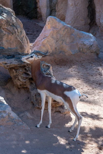 VALENCIA, SPAIN - FEBRUARY 26 : Mhorr Gazelle at the Bioparc in — Stock Photo, Image